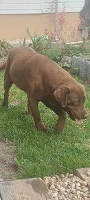 Labrador na krytie - 2