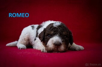 Lagotto Romagnolo - štěňátka s PP - 2