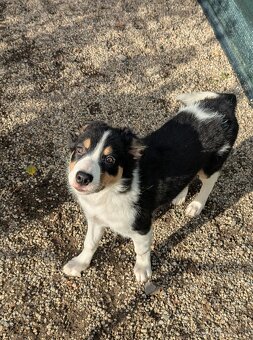 Border kolia tricolor - 2