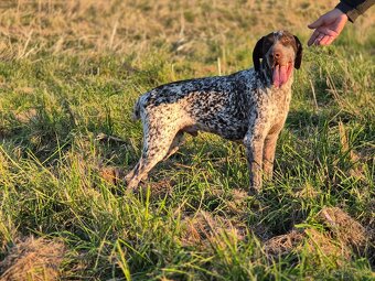 Poľovne upotrebitelný pes - 2
