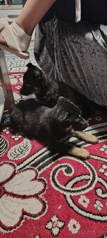 Nemecký ovčiak - 2