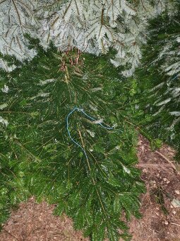 konáre borovice Nordmannovej - 2