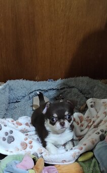 Čivava krátkosrsta. - 2