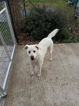 Podarujem labradora skrizeneho s retriverom - 2
