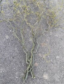 Vŕba pokrútená, rýchlo rastúci strom. Salix erythroflexuosa - 2
