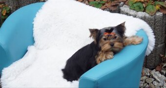 Yorkshire terrier - 2