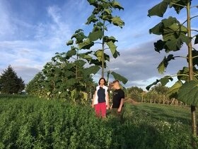 Cisársky strom Paulownia Shan tong,R-112,9502,,paotong z07 - 2