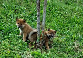 shiba inu - 2