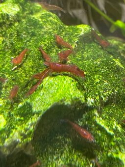 Krevetky ⭐️Red cherry⭐️ - 2