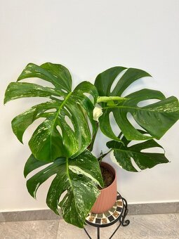 Monstera Deliciosa Albo variegata - 2