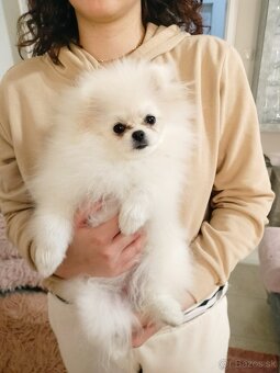 Pomeranian - 2