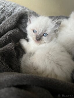 Ragdoll mačiatka na predaj bez pp - 2
