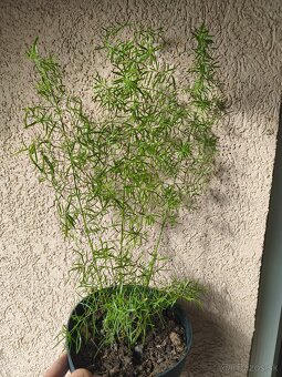 Predám tučnolisty a asparágus - 2