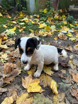 Jack russel teriér - 2