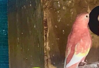 Predám neofemi búrkovú samicu minulorocnu - 2