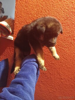 Nemecký ovčiak - 2