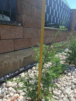 Cyprusovec leylandsky 2001, zivy plot - 2