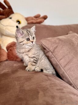 Škótska klapouchá mačka, scottish fold,straight s PP - 2