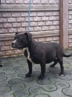 J&K bullys "ponúkame na predaj American bully XL - 2