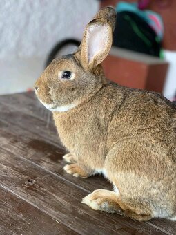 Burgundský králik - 2