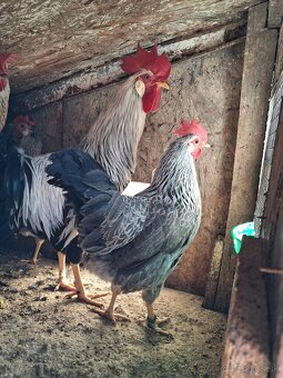 Vlaška Striebrokrka - 2