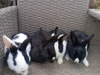 Holandský zakrslik - 2