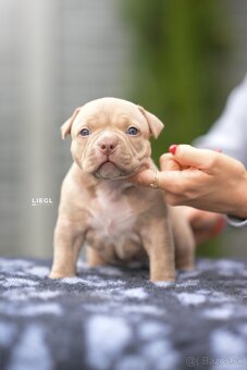 American bully s PP - 2