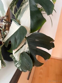Monstera albo - 2