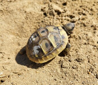 Suchozemska korynacka Testudo Hermanni - 2