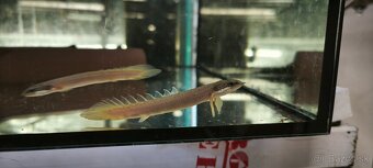 Polypterus senegalus Bichir - 2