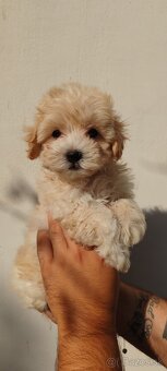 Malé dievčatká Micro Maltipoo - 2