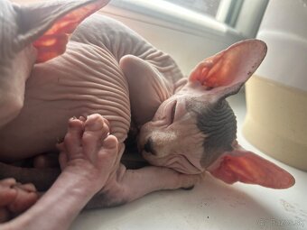 Sphynx - 2