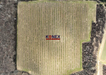 Na predaj krásny vinohrad s rozlohou 25 ha - Sobrance-okolie - 2