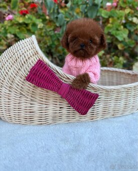 pudel dievča tmavej farby - 2