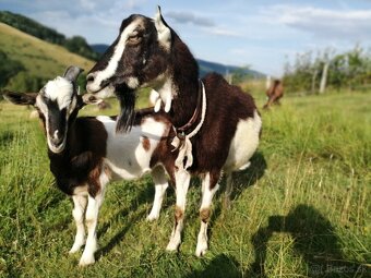 predám mladého capa-už úspešne pripustil - 2