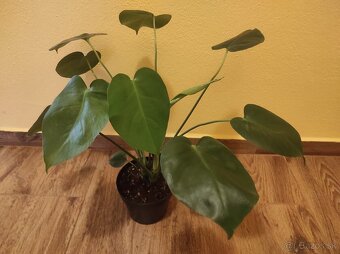 MONSTERA DELICIOSA - 2