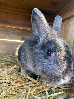 Predám zakrslé králiky - 2