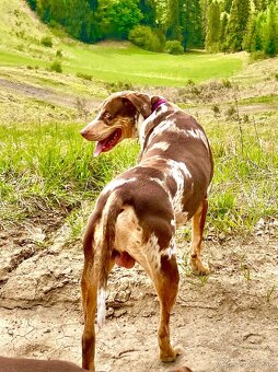 Louisianský leopardi pes - šteniatka s PP - 2