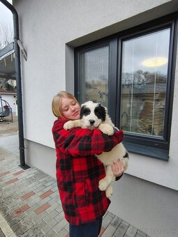 Stredoázijsky ovčiak - 2