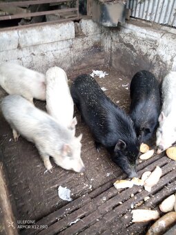 Vietnamské prasatá - 2