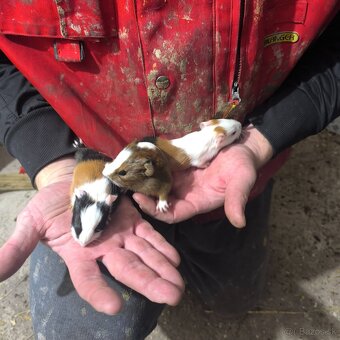 Predám morské prasiatko - 2