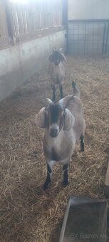 10 mesačne kozy - 2