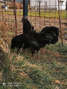 Ayam cemani - 2