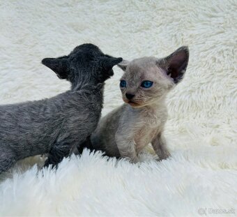 Devon Rex. Modré mačky na výber. Cena za jedného. z PP - 2