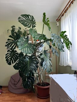Monstera deliciosa cca 2,4 m - 2