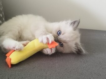 Ragdoll koťátka - 2