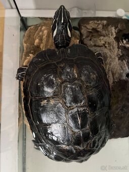 Vodná korytnačka - 2