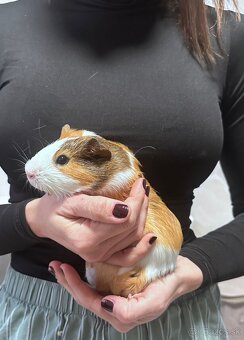 Predam morske prasiatka - 2