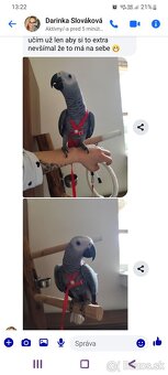 Traky pre papagáje, kšíry, popruhy - 2