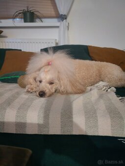 Pudlik trpazliči - 2